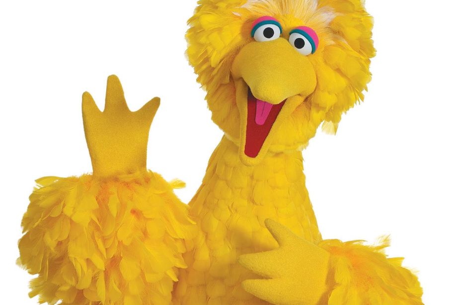 Big bird, *Bigus canarius*