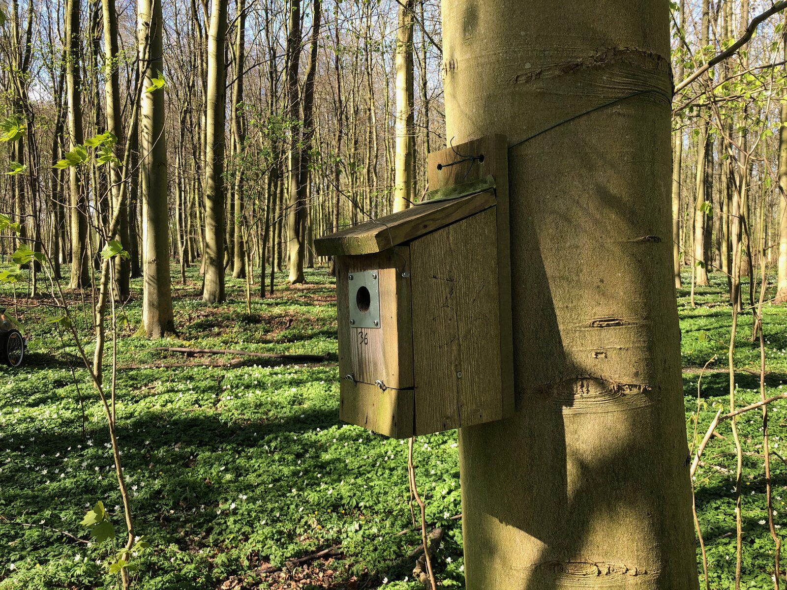 Nest box in spring woodland at the SDU study site