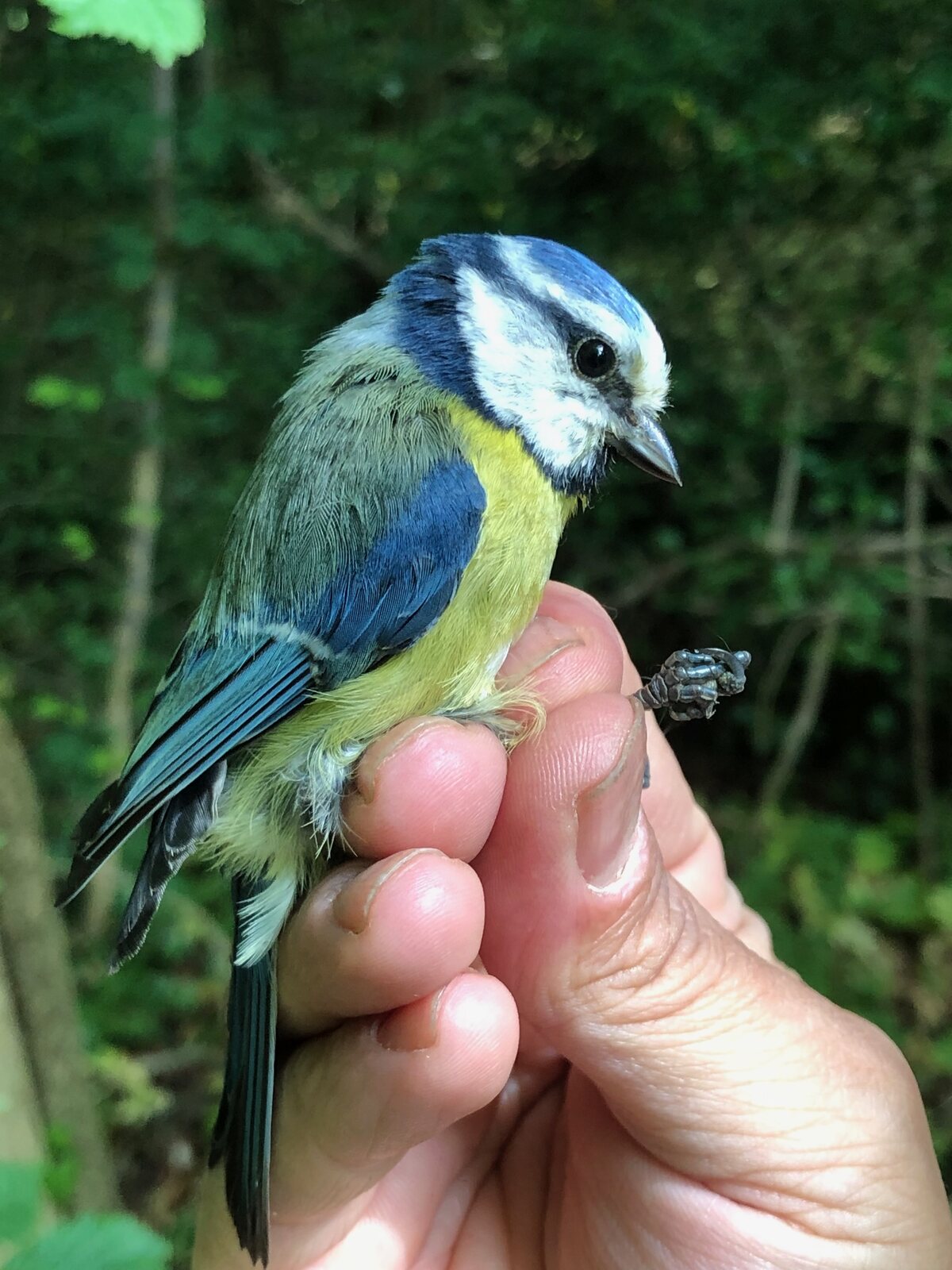Blue Tit handled during fieldwork