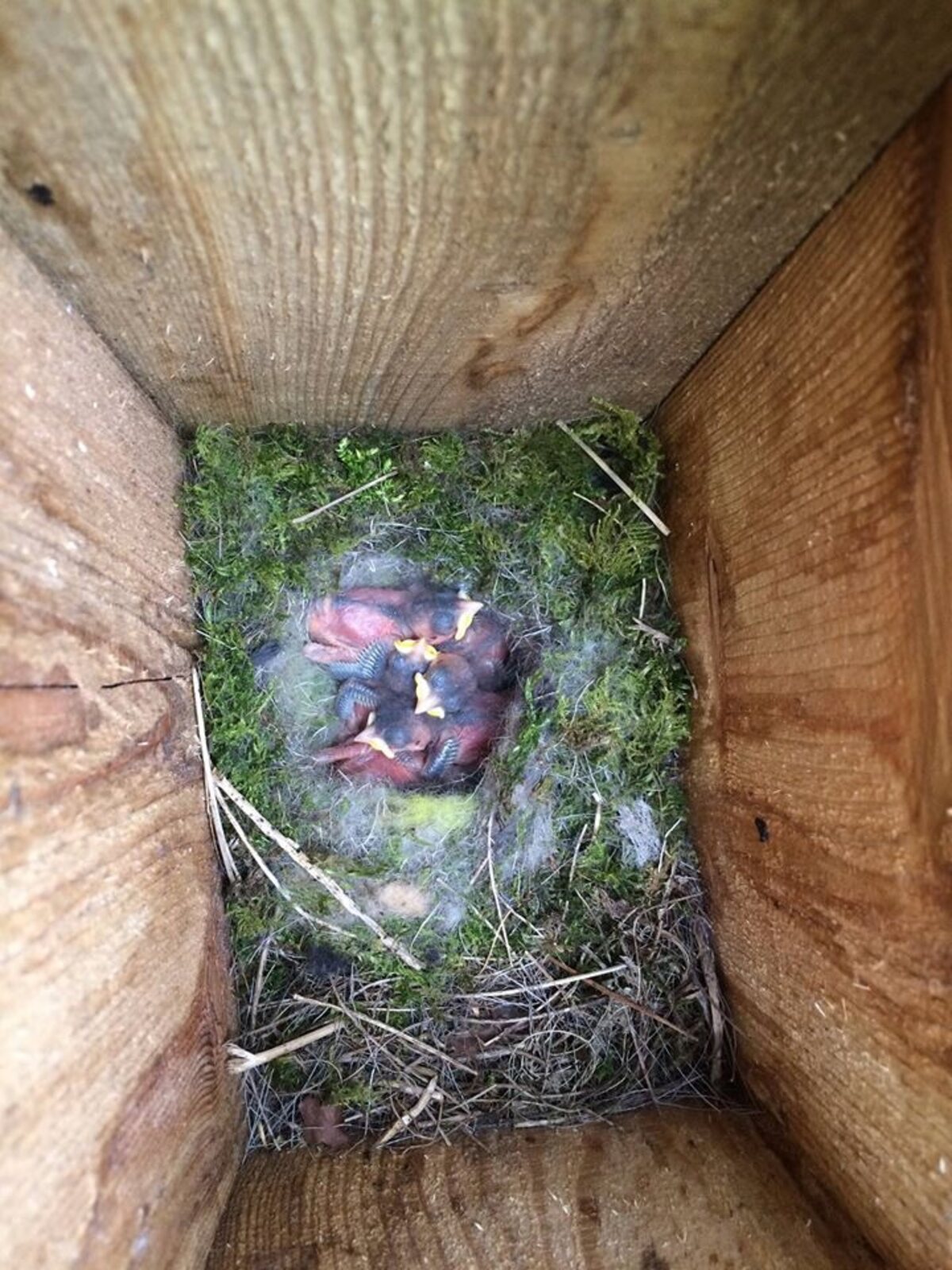 Nestlings inside a monitored nest box